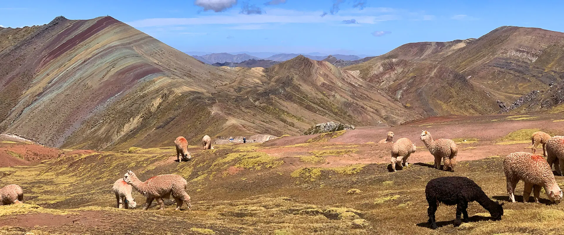 palcoyo alpaca